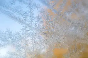 Lacy Prints: USA, Wisconsin, Madison. Frost patterns formed on glass