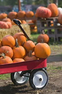 Images Dated 13th October 2005: USA-WISCONSIN-Mississippi River Valley-Pepin: Pumpkins for sale / Autumn