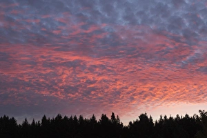 Wisconsin Prints: USA, Wisconsin. Sunset with alto cumulus clouds and silhouetted treeline