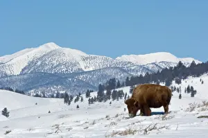Snowy Prints: USA, WY, Yellowstone NP, American Bison (Bison bison)