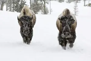 Images Dated 24th February 2008: USA, WY, Yellowstone NP, American Bison (Bison bison)