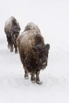 Images Dated 24th February 2008: USA, WY, Yellowstone NP, American Bison (Bison bison)