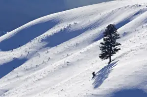 Yellow Stone Prints: USA, WY, Yellowstone NP, Lone Pine Tree on Snowy Hill