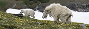 Images Dated 7th June 2021: USA, Wyoming. Adult and kid, Mountain goat, Beartooth Pass