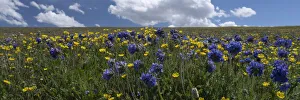 USA, Wyoming. Alpine Avens and Sky Pilot, meadow of wildflowers with clouds, Panoramic