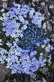 Images Dated 3rd April 2021: USA, Wyoming. Alpine forget-me-not and Alpine Phlox, Beartooth Pass