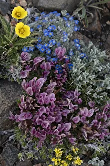 Images Dated 3rd April 2021: USA, Wyoming. Alpine forget-me-not and dwarf clover, Beartooth Pass