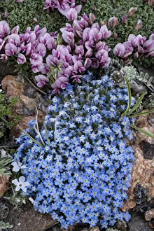 Images Dated 3rd April 2021: USA, Wyoming. Alpine forget-me-not and dwarf clover, Beartooth Pass