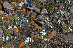 New Images March 2024 Prints: USA, Wyoming. Alpine Forget-Me-Not wildflowers and lichen, Absaroka Mountains