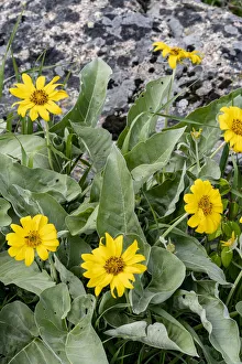 Images Dated 14th September 2020: USA, Wyoming. Arrowleaf balsamroot (Balsamorhiza sagittata) growing in a boulder field