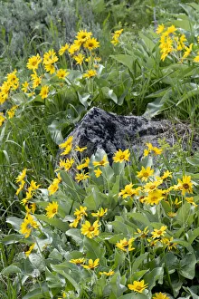 Images Dated 14th September 2020: USA, Wyoming. Arrowleaf balsamroot (Balsamorhiza sagittata) growing in a boulder field
