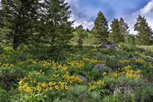 Sunflower Prints: USA, Wyoming. Arrowleaf balsamroot and evergreen trees, Teton Canyon