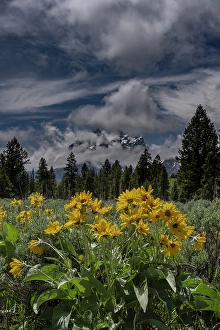 Sunflower Prints: USA, Wyoming. Arrowleaf balsamroot and Mount Moran