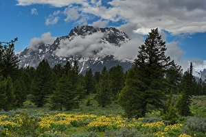 Sunflower Prints: USA, Wyoming. Arrowleaf balsamroot and Mount Moran