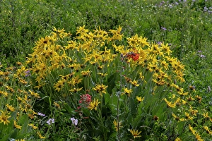 National Forest Prints: USA, Wyoming. Arrowleaf balsamroot and scarlet gilia wildflowers, Teton Mountains