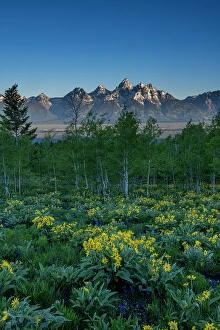 Grand Teton Prints: USA, Wyoming. Arrowleaf balsamroot wildflower and aspen trees, Grand Teton National Park