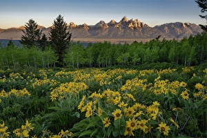 Grand Teton Prints: USA, Wyoming. Arrowleaf balsamroot wildflower and aspen trees
