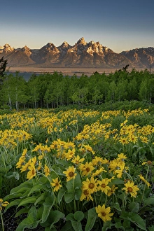 Grand Teton Prints: USA, Wyoming. Arrowleaf balsamroot wildflower and aspen trees