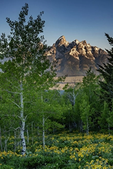 Grand Teton Prints: USA, Wyoming. Arrowleaf balsamroot wildflower and aspen trees