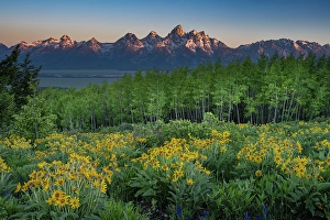 Grand Teton Prints: USA, Wyoming. Arrowleaf balsamroot wildflower and aspen trees