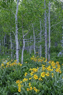 Grand Teton Prints: USA, Wyoming. Arrowleaf balsamroot wildflower and aspen trees, Grand Teton National Park