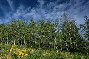 Images Dated 22nd March 2024: USA, Wyoming. Arrowleaf balsamroot wildflower and aspen trees