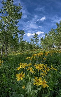 Audubon Prints: USA, Wyoming. Arrowleaf balsamroot wildflower and aspen trees