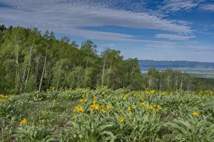 Images Dated 2021 July: USA, Wyoming. Arrowleaf balsamroot wildflowers and Aspen Trees in meadow