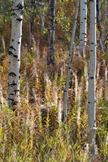 Epilobium Angustifolium Prints: USA, Wyoming. Aspen and fireweed, Medicine Bow National Forest