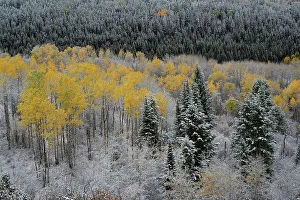 Teton Prints: USA, Wyoming. Aspen trees with fall color and early snow, Teton Mountains