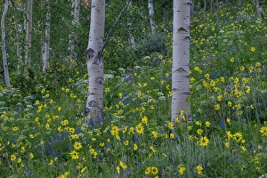 Lupine Prints: USA, Wyoming. Aspen trunks with Arrowleaf balsamroot and lupine, Teton Mountains