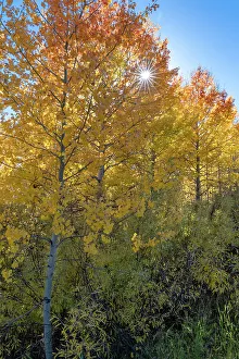 Images Dated 3rd January 2023: USA, Wyoming. Autumn Aspen near the Oxbow Bend, Grand Teton National Park