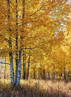USA, Wyoming. Autumn Aspen near the Oxbow Bend, Grand Teton National Park