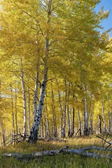 USA, Wyoming. Autumn Aspen near the Oxbow Bend, Grand Teton National Park