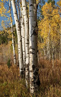 Images Dated 3rd January 2023: USA, Wyoming. Autumn Aspen near the Oxbow Bend, Grand Teton National Park