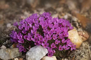 USA, Wyoming, Beartooth Mountains. Moss campion wildflower close-up