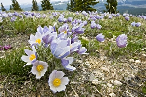 Big Horn Prints: USA, Wyoming, Bighorn Mountains