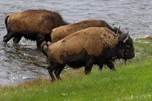 Judith Zimmerman Prints: USA, Wyoming. Bison, Yellowstone National Park
