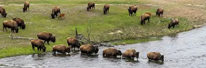 Judith Zimmerman Prints: USA, Wyoming. Bison, Yellowstone National Park