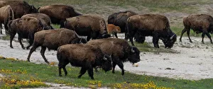 Judith Zimmerman Prints: USA, Wyoming. Bison, Yellowstone National Park