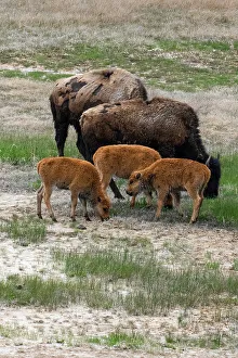 Judith Zimmerman Prints: USA, Wyoming. Bison, Yellowstone National Park