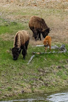 Judith Zimmerman Prints: USA, Wyoming. Bison, Yellowstone National Park