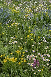 Images Dated 3rd April 2021: USA, Wyoming. Blooming alpine wildflowers, Beartooth Highway