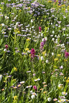 Images Dated 3rd April 2021: USA, Wyoming. Blooming alpine wildflowers, Beartooth Highway