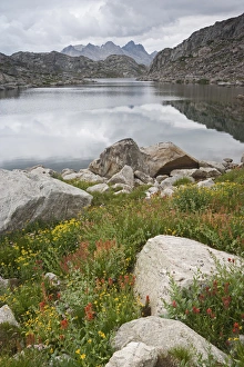 Images Dated 2nd August 2007: USA, Wyoming, Bridger National Forest, Bridger Wilderness. Wildflowers grow near Unnamed Lake