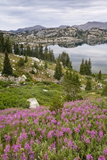 Images Dated 2nd August 2007: USA, Wyoming, Bridger National Forest, Bridger Wilderness. Fireweed wildflowers grow