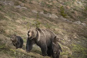 Images Dated 2021 July: USA, Wyoming, Bridger-Teton National Forest. Grizzly bear sow with spring cubs