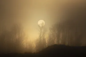 Images Dated 1st July 2021: USA, Wyoming, Bridger-Teton National Forest. Trees silhouetted by foggy spring sunrise