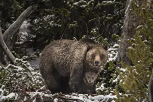 Images Dated 25th June 2021: USA, Wyoming, Bridger-Teton National Forest. Grizzly bear sow and cub