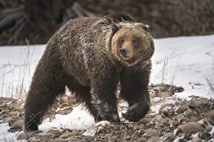 Images Dated 12th November 2021: USA, Wyoming, Bridger-Teton National Forest. Grizzly bear sow close-up